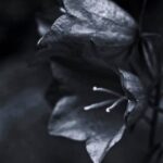 Lush and thriving ZONE 9B vegetable garden, bursting with vibrant colors and abundant produce