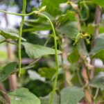 Collage of different types of vegetable gardens including container, raised bed, and vertical gardens