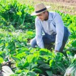 Expert Gardener Tomato and Vegetable Fertilizer: Optimal nutrient blend for healthy plant growth and abundant harvest