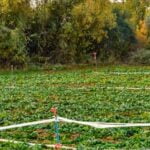 Lush green vegetable garden beds with a variety of crops in rows