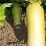 Gypsum for Vegetable Gardens Gypsum for vegetable gardens: Natural soil amendment to improve water drainage and nutrient absorption