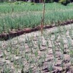 FALL VEGETABLE CONTAINER GARDENS: Colorful assortment of seasonal vegetables thriving in portable garden containers