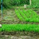 Delicious Better Homes and Gardens Rosemary Chicken with Vibrant Seasonal Vegetables