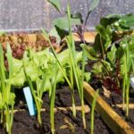 Cape Town vegetable gardens: vibrant, organic produce grown in the heart of the city