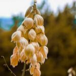 Selection of the Best Vegetables for Box Gardens in Illinois