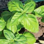 Lush cedar trees surrounding vibrant vegetable gardens, creating a harmonious natural environment