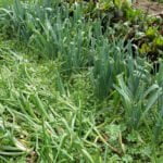 Vertical vegetable gardening in small spaces: A practical guide to maximizing limited garden areas