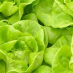 Spacious vegetable garden plot with wide beds for efficient and abundant vegetable gardening