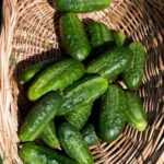 The Old Farmer's Almanac Vegetable Gardener's Handbook 2019 - A comprehensive guide for vegetable gardening enthusiasts