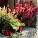 Bountiful school vegetable gardens across Australia: cultivating healthy habits and fostering sustainable practices