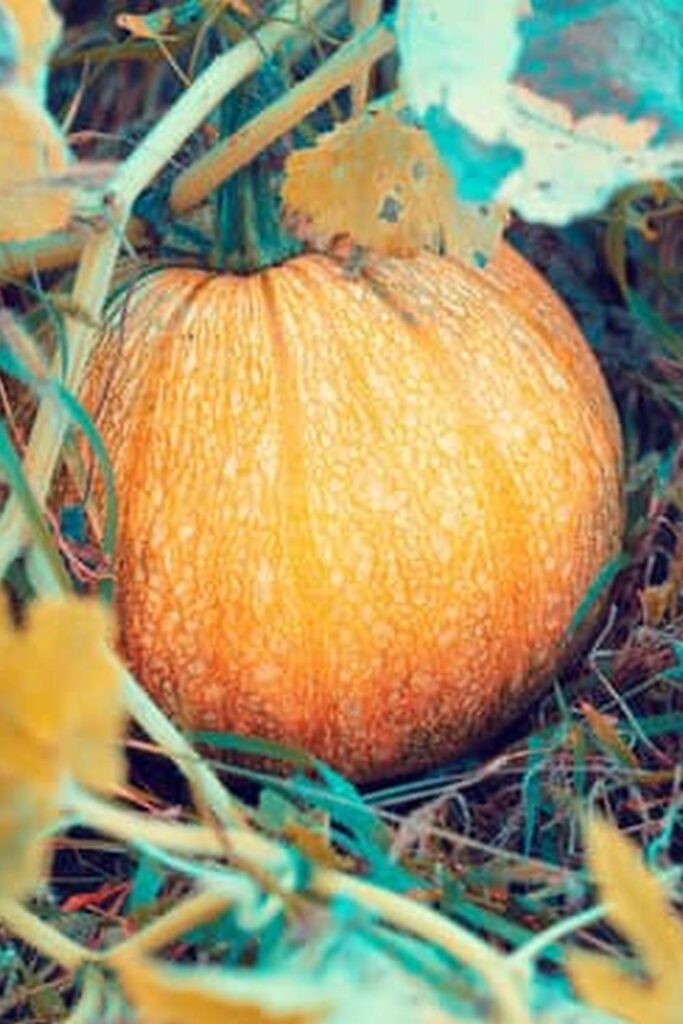 Vegetable Gardens In Michigan — Vegetable Gardening News