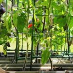 High-quality pressure-treated lumber for long-lasting and safe vegetable gardens