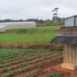 Cold frame winter vegetable garden with protective structure for successful gardening