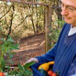 Basket of fresh vegetables cultivated by the skilled Canberra gardener