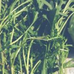 Best Weed Control Fabric for Vegetable Gardens Top-rated Weed Control Fabric for Vegetable Gardens - The Best Choice for Effective Weed Suppression