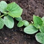 Best Beginner Vegetable Gardening Book Highly recommended - Best Beginner Vegetable Gardening Book: A comprehensive guide for gardening novices