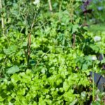 Options for garden coverings, like hay, suitable for vegetable gardens