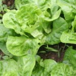 Bountiful Amish vegetable gardens showcasing vibrant and organic produce