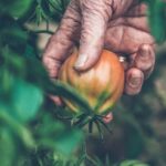 High-quality organic fertilizer for vegetables and tomatoes - Expert Gardener Organics Vegetable & Tomato Food