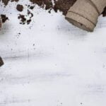 Shop online for the highest quality and variety of vegetable gardening seeds in NYC