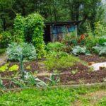 Lush and organized raised vegetable garden designs: Inspiring ideas for bountiful harvests
