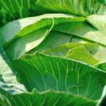 Organic Vegetable Gardening Tips: Beginner's Guide to Growing Food in Chennai