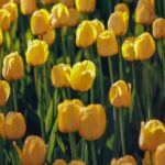 Step-by-step beginners guide to vegetable gardening with helpful tips and techniques