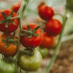 Lush and thriving vegetable garden in New England, basking in the full sun