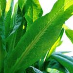 Cover image of the Vegetable Gardener's Container Bible - A Comprehensive Guide for Container Gardening Enthusiasts