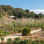 Lush and productive backyard vegetable gardens with a variety of colorful and healthy plants