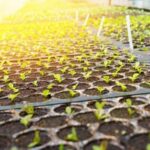 NORTH FLORIDA VEGETABLE GARDENING MONTH BY MONTH: Essential guide to successful vegetable gardening in North Florida