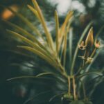 Organic alfalfa meal: Ideal fertilizer for nutrient-rich vegetable gardens