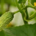 Get free pictures of vibrant vegetable gardens showcasing a variety of fresh produce