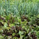 Image showcasing the Texas Home Vegetable Gardening Guide with essential tips and techniques