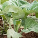 Download our comprehensive Vegetable Gardening Guide PDF for expert tips and advice