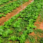 Image: Vegetable growing tips featured in BBC Gardeners World's resourceful section