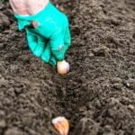 Lush vegetation thriving in untended vegetable gardens, with plants that grow without cleaning maintenance