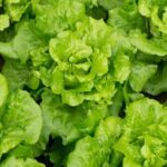 Discover the art of gardening vegetables - grow your own with our helpful tips!