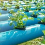 Nutritious and sustainable organic fruit growing and vegetable gardening bindup for a greener lifestyle