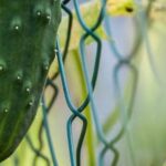 Central Florida Vegetable Gardening Guide: Expert tips for successful gardening in the region