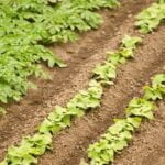 Lush vegetable garden thriving in Zone 7A, with a variety of nutritious plants