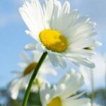 10 Effective Ways to Protect Vegetable Gardens from Pests and Diseases