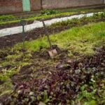 Succulent arrangement in a small vegetable garden - Creative ideas for small vegetable gardens