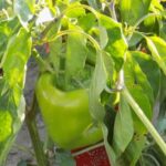 Natural pest deterrent flowers for vegetable gardens - keeping pests away from your crops