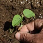 Enhance your vegetable garden with the benefits of using hardwood mulch for optimal growth and soil health