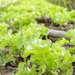 Optimal vegetable spacing for square foot gardening - maximizing yields in limited space