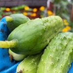 Creative and effective watering ideas for vegetable gardens to maximize growth and yield