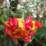 Suggestions for books on vegetable gardening in Florida: comprehensive guides, expert tips, and seasonal planting advice