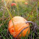 Top-rated seed varieties specifically designed for successful vegetable gardening