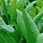Bountiful front yard vegetable garden bursting with vibrant, organic produce